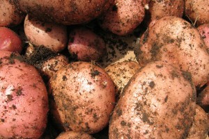 На прилавках астраханских магазинов может появиться картофель «экономкласса»