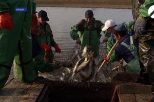 В Астраханской области предложили создать запретные для рыбаков-любителей промысловые зоны
