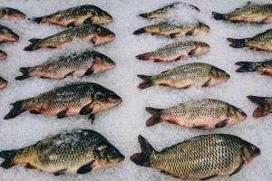 В Астрахани задержали 5 тонн мороженной рыбы