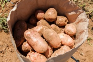 Завод по производству картофеля фриможет появиться в Астраханской области