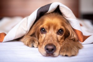 Астраханцам рассказали о способности собак выявлять болезни
