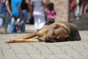 Астраханский ветеринар пытался присвоить 2,2 млн рублей за стерилизацию собак