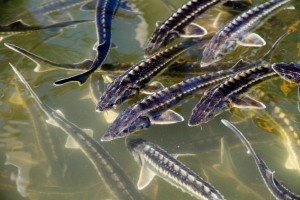 Астраханские рыбоводческие предприятия могут застраховать аквакультуру