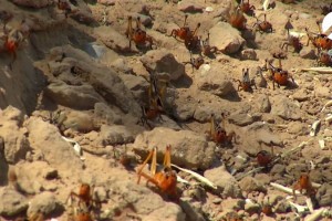 В Астраханской области прогнозируют массовое размножение саранчи