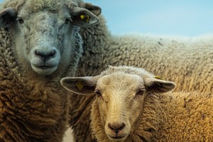В Астраханской области чабан и повар полгода похищали овец