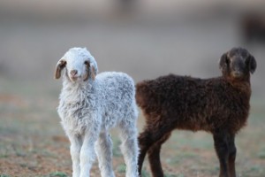 Астраханские фермеры получили ранний зимний приплод овец