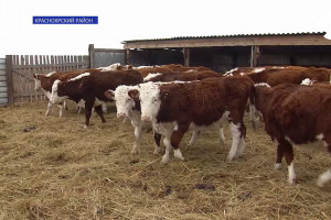 Астраханские фермеры увеличивают поголовье скота
