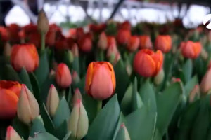 Традиционные цветы 8 Марта - тюльпаны - вырастили в астраханских теплицах