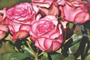 1001 роза для возлюбленной - как астраханцы поздравляют женщин с 8 марта