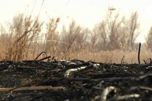 На месте пожарища в Астраханском заповеднике проводят окарауливание