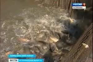 Астраханские производители наладили рыбное производство для детского питания