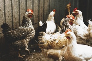 В Астраханской области отменены ограничительные меры по гриппу птиц