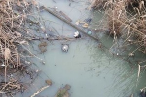 МЧС сообщает о загрязнении ерика Казачий в Астрахани