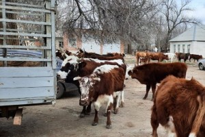 В Астраханской области борются с бесконтрольным выпасом скота