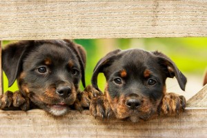 В Госдуму внесли законопроект об обязательной регистрации домашних животных