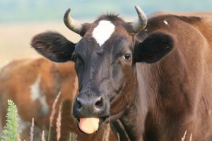 В Астраханской области обнаружена бешеная корова