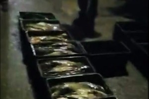 Астраханская полиция задержала 1,8 тонн рыбы без маркировки и экспертизы
