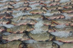Астраханский инспектор ветнадзора оштрафована за пропуск непроверенной рыбы