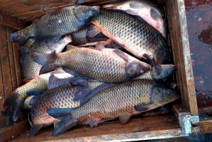 Астраханских промрыбаков поймали на краже улова рыболовецкого колхоза