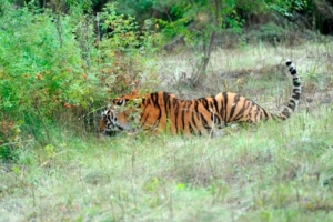 В Приморском заповеднике живет &quot;тигрица-меломан&quot; ВИДЕО