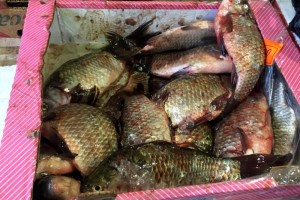 На рынках Астрахани проверили торговцев рыбой