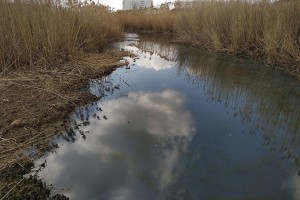Астраханская служба природопользования обнаружила аварийный слив канализации в ерик Казачий