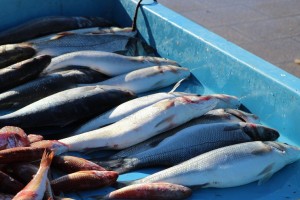 За сутки на дорогах Астраханской области задержали более 4,5 тонн рыбы без документов