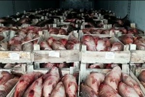 На границе в Астраханской области задержали фуру с 19 тоннами рыбы