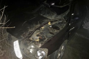 Под Астраханью водитель иномарки погиб из-за ДТП с коровой