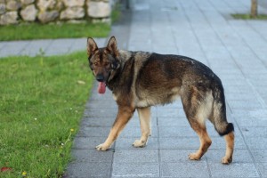 В Астрахани чиновника отдали под суд за халатность в отлове бездомных собак