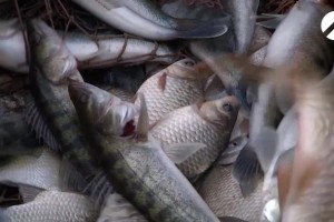 Астраханские пограничники спасли из сетей браконьеров больше 2 тысяч рыб