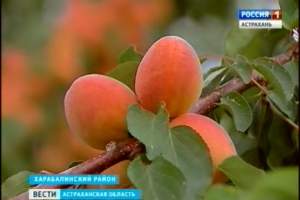 Астраханские фрукты ждут во многих регионах России