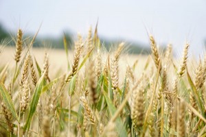 Климатологи предупредили о снижении урожайности из-за глобального потепления