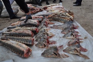 В Астрахани задержали организаторов канала сбыта рыб, занесенных в Красную книгу