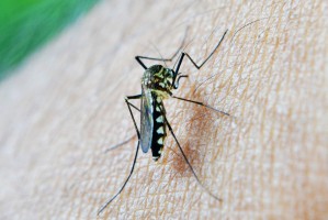 Астраханцам назвали главный принцип при выборе комаром своей жертвы