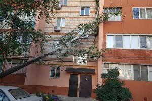 Астраханка обратилась на телевидение с просьбой убрать рухнувшее в бурю дерево