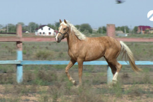 На Сабантуй в Астраханской области пройдут конные скачки и верблюжьи бега