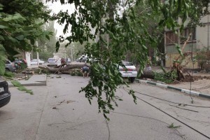 Астраханцам рассказали, кто будет возмещать ущерб в&#160;случае падения дерева на машину