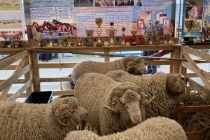 Астраханские животноводы привезли золото и&#160;серебро с&#160;выставки племенных овец
