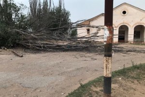 Астраханский следком проводит проверку после ЧП с обрушением дерева на девочку