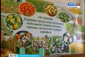 Астраханские ученые готовы предложить новые сорта хлопка, овощей и арбузов