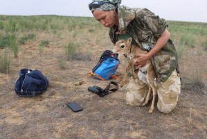В Астраханской области новорождённых сайгаков отслеживают со спутника