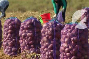 Астраханская область вышла на первое место в России по производству овощей