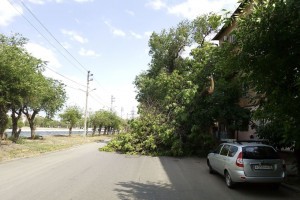 В Астрахани от сильного ветра рушатся деревья
