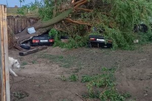 Под Астраханью дерево упало на машину во время пыльной бури (видео)