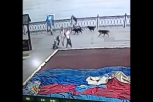 Астраханку сбил велосипедист из-за стаи&#160;собак
