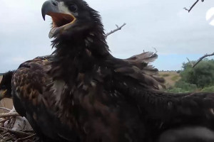 В Астраханском заповеднике за краснокнижными орланами будут следить при помощи GPS-датчиков