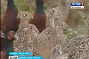 Где сидит фазан - теперь не узнаешь. В Лиманском районе на свободу выпустили почти полтысячи птиц
