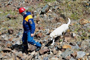 В Северной Осетии проходят всероссийские сборы по горно-лавинной подготовке спасателей–кинологов