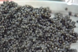 В Астрахани вынесен приговор за продажу 854 граммов чёрной икры